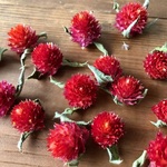 千日紅ヘッド15個 赤レッド ストロベリーフィールド ドライフラワー花材　ハーバリウム　リース　ボタニカルキャン