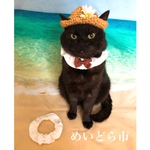 レースシュシュ、レースマスク、猫ちゃんの首輪