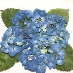 アジサイの押し花⑧