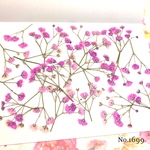♡new♡作家様必見♡ ♡カラフルなかすみ草♡押し花セット