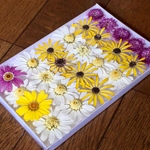 お花屋さんが作った可愛いマーガレットのドライフラワー   23