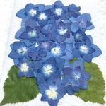 アジサイの押し花➉