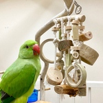 破壊神のガジガジおもちゃ【ワカケホンセイインコ・シロハラインコ・ウロコインコ】中型インコ・鳥のおもちゃ