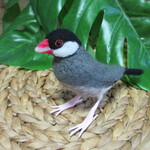 かわいい♪　ノーマル文鳥　　羊毛フェルト　