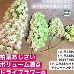 2021年新作完成❤ 大きいサイズ 【即納】インテリアにボリュームのある「柏葉あじさいドライフラワー」を取り入れて、おうち時間をお気に入り空間に🌿🌿🌿💚 紫陽花 カシワバアジサイ