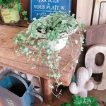 現品SALE♡ラスト【シルバーフォールズ寄せ植え】素敵なふわふわシルバーグリーン♡オシャレな白系ブリキ鉢♡