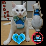 猫ちゃん用ハーネス(空柄)SSサイズ