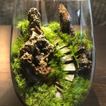 苔テラリウム　LEDライト蓋付き 溶岩石の山