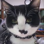 猫の柔らか手挿し染めドットシュシュ首輪