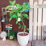 新作♡現品【アルテシマ フィカス系】人気の大型 観葉植物♪ナチュラルな白系 陶器鉢！大きめグリーン