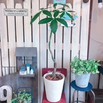 新作♡現品【くねっと パキラ】人気の観葉植物♪ナチュラルな白系 陶器鉢！大きめグリーン