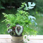 エスカルゴとモンステラの観葉植物ギャザリング寄せ植え