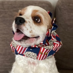 再販商品❤︎ポップコーン　ネイビー　中型犬用スヌード　犬用スヌード