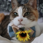 数量限定☆夏の定番ひまわりの首輪　猫さん犬さん