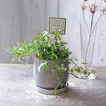 レインボーファンとグリーンの花束植え
