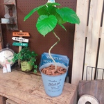 新作♡現品【くねっとウンベラータ】可愛いハートリーフ♡人気観葉植物！水色系ブリキ鉢♪