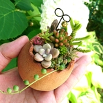 《 再…販 》茶たま植木鉢  A  多肉植物寄せ植え   陶器鉢