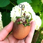 《 再再…販 》ミニ茶たま植木鉢  C  多肉植物寄せ植え  陶器鉢