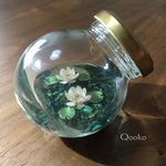 小さな睡蓮の池【 白 】
