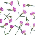 押し花素材(小町リンドウ)