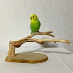 自然木（カイヅカイブキ）卓上パーチ 文鳥・セキセイインコ・アキクサインコ・サザナミインコ