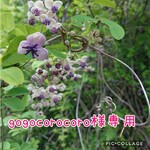gogocorocoro様オーダー品