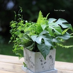 モンステラと観葉植物のギャザリング寄せ植え