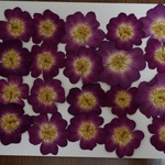 押し花商品【一重バラ】