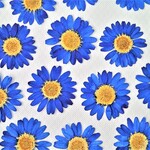 ノースポールの押し花＜ネイビー6枚＞