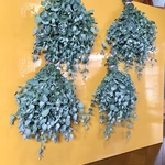 お花屋さんが作ったユーカリの特大フレッシュスワッグ