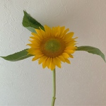 yp専用ページ🌼