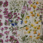 押し花 素材 シャミソニス他小花セット　💐