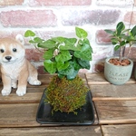 涼し気な苔玉つくりました♡　ハートへデラ