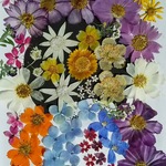 【ワンコイン】押し花カラフルセット  花もようⅡ