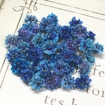 かすみ草　ドライフラワー　blue lagoon gradation
