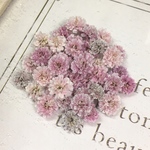 かすみ草　ドライフラワー　lady purple