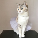 ♡白いチュチュ♡