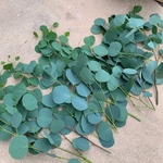 ユーカリ　ポポラス　箱いっぱい