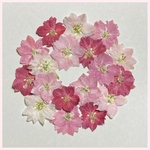 天然押し花素材　254