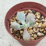 mssmama様専用❤多肉植物❤レア❤艶美人❤抜き苗