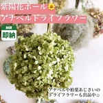 丸いシルエットがかわいい【アナベルのあじさいボール】💚インテリアに爽やかな紫陽花を取り入れて、おうち時間をお気に入り空間に🌿🌿🌿💚 超人気商品 ボールリース