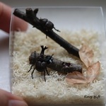 ミニチュアカブトムシ　オス・メス飼育セット