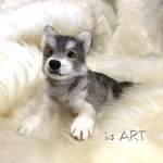 アラスカン・マラミュート♡