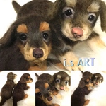 ダックス子犬2体セット♡