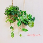 lovely set 7『シュガーバイン&スキンダプサス』壁掛けインテリア 観葉植物(No.370)