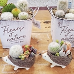 大人気♡オシャカワなハリネズミちゃんの寄せ植え