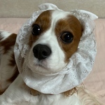 犬スヌード綿レース新作💕