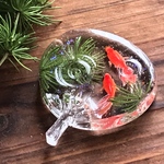 水うちわ～水草と金魚