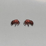 セミのヌケガラ ピアス