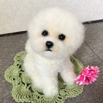 羊毛フェルト　犬　ビションフリーゼ　トイプードル　アフロ　　ビション